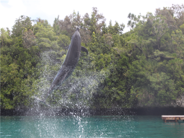 [보홀 / 솔레아 슈페리어] 거북이스노쿨링+돌핀왓칭 3박5일