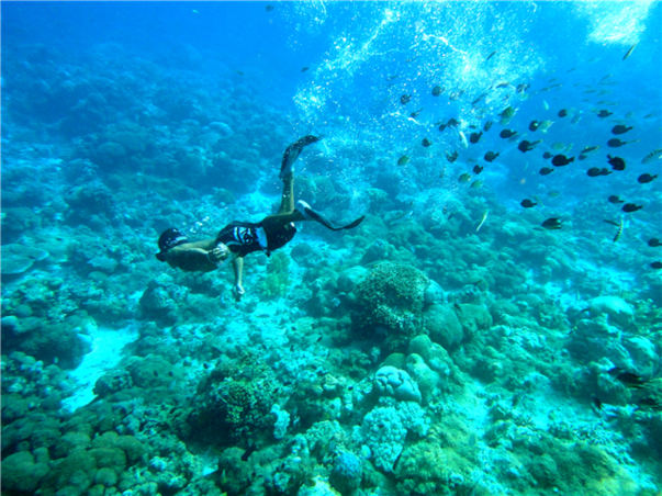 [보홀 / 솔레아 슈페리어] 거북이스노쿨링+돌핀왓칭 3박5일