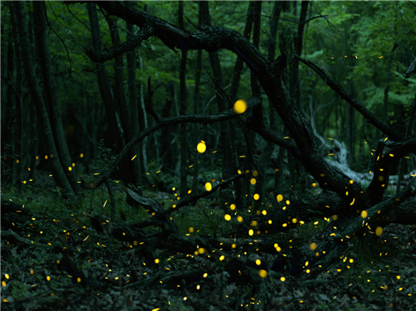 [기간한정특가][$110상당특전/노쇼핑+호핑+라운지+18시체크아웃] 코타키나발루 시타딘(스튜디오 프리미어) 3박5일