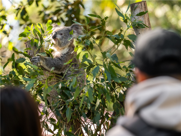 [무조건출발보장] [게릴라특가] 시드니 일주 6일 (전일정4성)