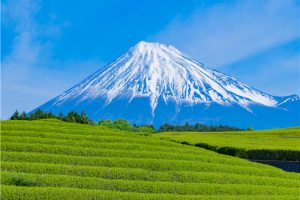 [출발확정][NEW시즈오카] 후지산/하코네/시즈오카/도쿄/오다이바 4일(전일관광/온천호텔1박/트윈룸)