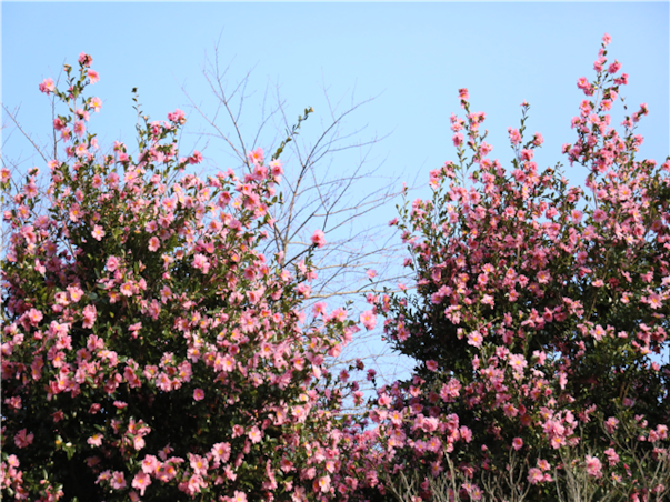 [4인출발] 제주 3일 ＜씨에스호텔/풀스위트/오션뷰독채/벤츠차량/아로마테라피/노쇼핑/노팁/노옵션＞