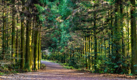 [광주출발][올인클루시브 제주] 제주도 4일 